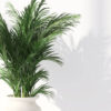 Erica Palm Plant – A Stunning Indoor & Outdoor Air-Purifying Palm