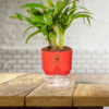 Erica Palm Plant – A Stunning Indoor & Outdoor Air-Purifying Palm