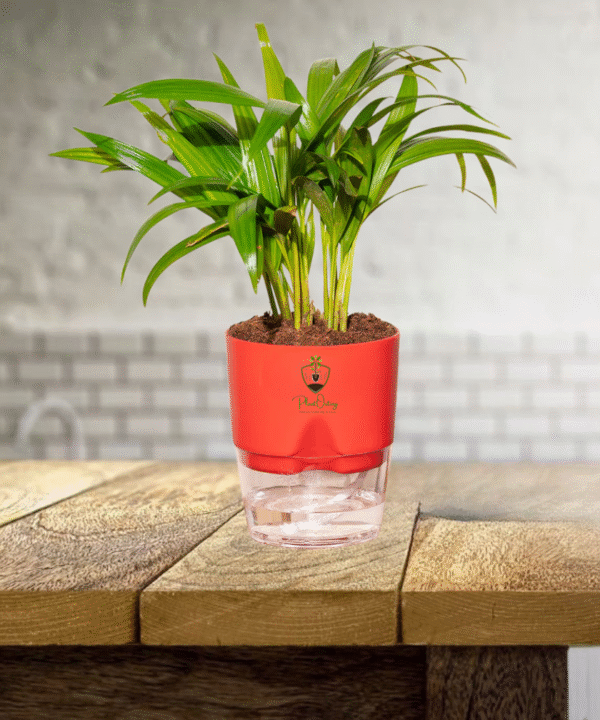 Areca Palm Plant 2 Erica Palm Plant – A Stunning Indoor & Outdoor Air-Purifying Palm