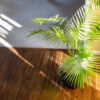 Erica Palm Plant – A Stunning Indoor & Outdoor Air-Purifying Palm