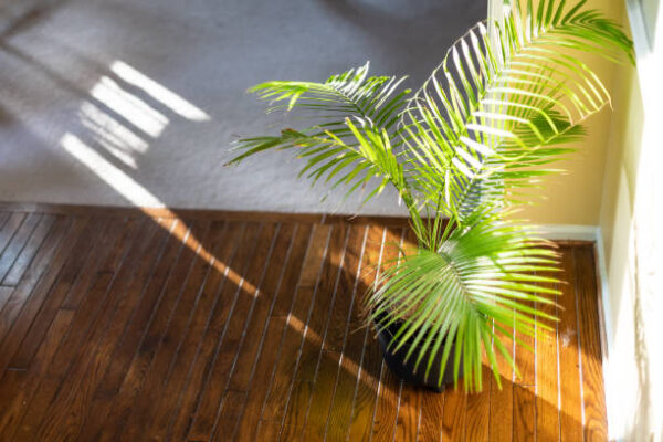 Areca Palm Plant 3 Erica Palm Plant – A Stunning Indoor & Outdoor Air-Purifying Palm