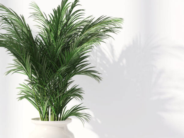 Areca Palm Plant Erica Palm Plant – A Stunning Indoor & Outdoor Air-Purifying Palm