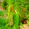 Ashok Plant (Polyalthia longifolia) – Perfect for Outdoor Spaces