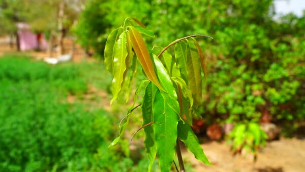 Ashoka Plant Ashok Plant (Polyalthia longifolia) – Perfect for Outdoor Spaces