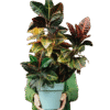 Croton Petra – The Rainbow Plant for Indoor & Outdoor Bliss