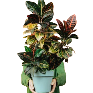 Croton Petra – The Rainbow Plant for Vibrant Indoor & Outdoor Spaces