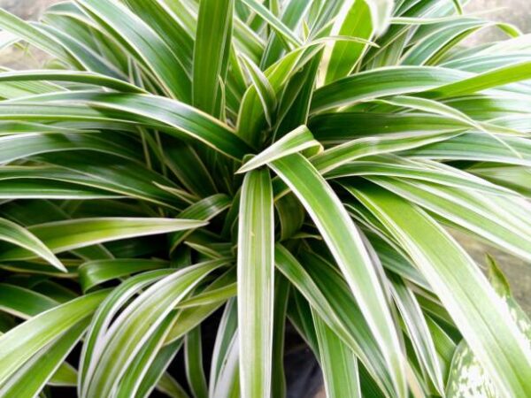 Spider plant - A Perfect plant for indoor greenery.