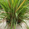 Fresh Lemongrass (Cymbopogon citratus) – Zesty Citrus Aroma & Ayurvedic Powerhouse