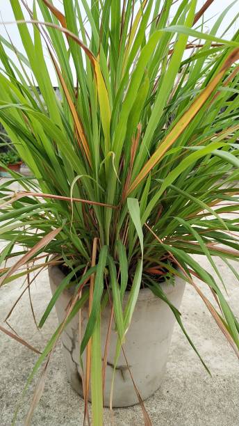 Lemon Grass 2 Fresh Lemongrass (Cymbopogon citratus) – Zesty Citrus Aroma & Ayurvedic Powerhouse