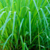 Fresh Lemongrass (Cymbopogon citratus) – Zesty Citrus Aroma & Ayurvedic Powerhouse