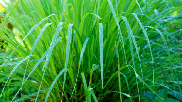 Lemon Grass 3 Fresh Lemongrass (Cymbopogon citratus) – Zesty Citrus Aroma & Ayurvedic Powerhouse