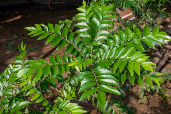 Spice Curry Leaves (Murraya koenigii) on a Tree, Herb plant Neem Tree (Azadirachta indica) – The Village Pharmacy & Miracle Tree