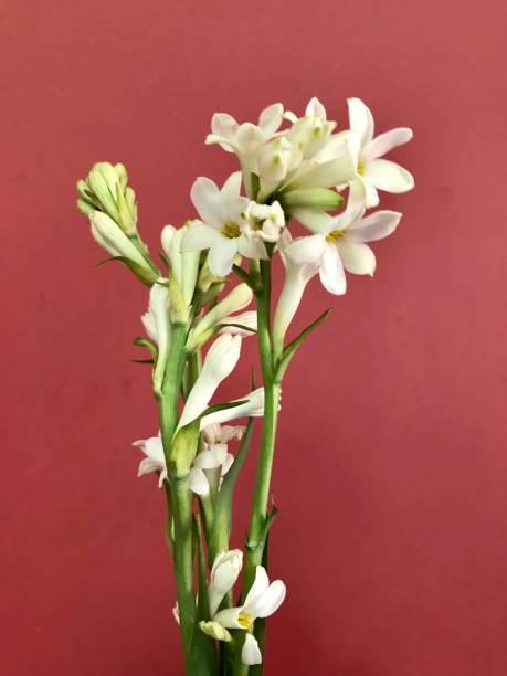 🌸 Rajanigandha Plant (Polianthes tuberosa) – The Queen of Night Fragrance