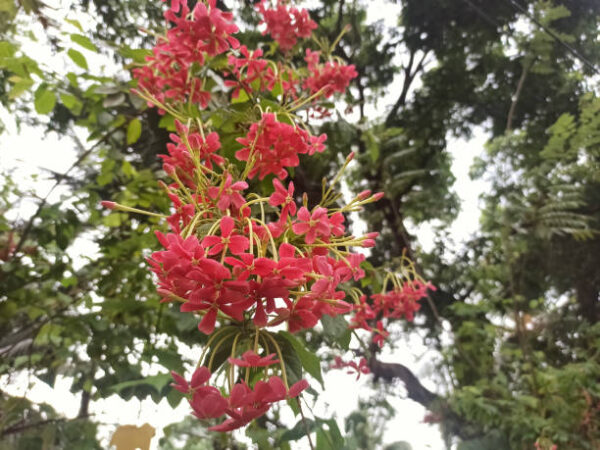 Rongon 1 🌺 Jungle Flame (Rongon / Ixora) – Burning Garden Paint