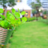 Thankuni (Centella Asiatica) Plant – Brain-Boosting Ayurvedic Herb for Memory, Calm & Skin Health