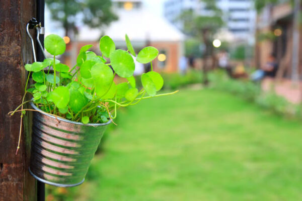 Thankuni 1 Thankuni (Centella Asiatica) Plant – Brain-Boosting Ayurvedic Herb for Memory, Calm & Skin Health
