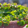 Thankuni (Centella Asiatica) Plant – Brain-Boosting Ayurvedic Herb for Memory, Calm & Skin Health