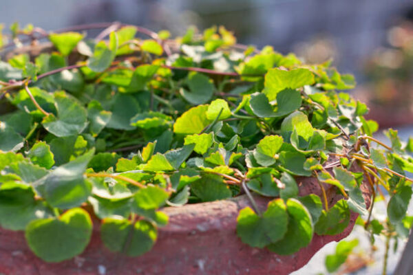Also known as Gotu Kola / Indian pennywort / Asiatic pennywort / Mandookparni Thankuni (Centella Asiatica) Plant – Brain-Boosting Ayurvedic Herb for Memory, Calm & Skin Health