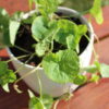 Thankuni (Centella Asiatica) Plant – Brain-Boosting Ayurvedic Herb for Memory, Calm & Skin Health