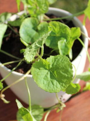 Thankuni (Centella Asiatica) Plant – Brain-Boosting Ayurvedic Herb for Memory, Calm & Skin Health