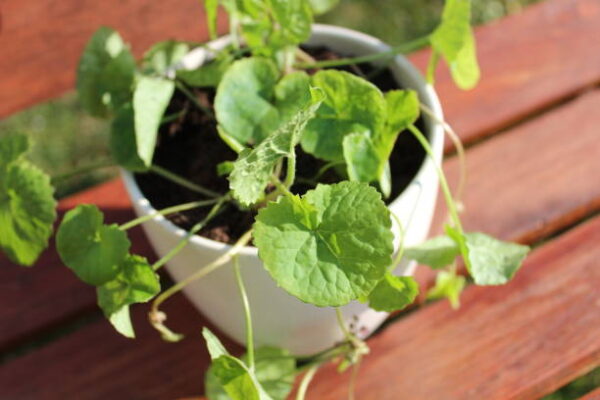 gotu kola on a bench Thankuni (Centella Asiatica) Plant – Brain-Boosting Ayurvedic Herb for Memory, Calm & Skin Health