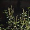 Tulsi – India’s Sacred Herb for Health, Healing & Harmony