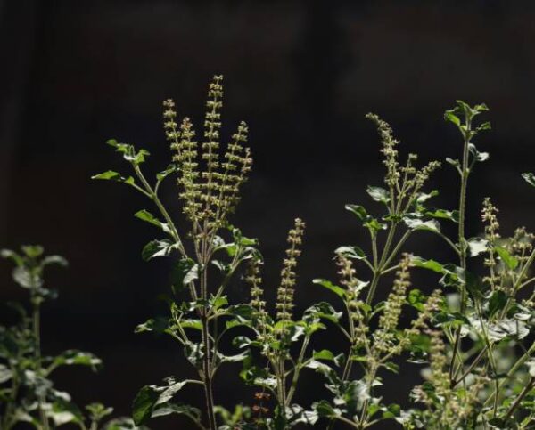 Tulsi – India’s Sacred Herb for Health, Healing & Harmony