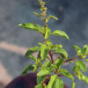 Tulsi – India’s Sacred Herb for Health, Healing & Harmony