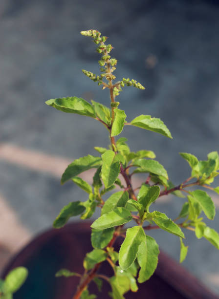Tulsi – India’s Sacred Herb for Health, Healing & Harmony