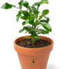 Mausambi Plant (Sweet Lime / Citrus limetta) – India’s Favorite Juice Fruit | Live Citrus Tree