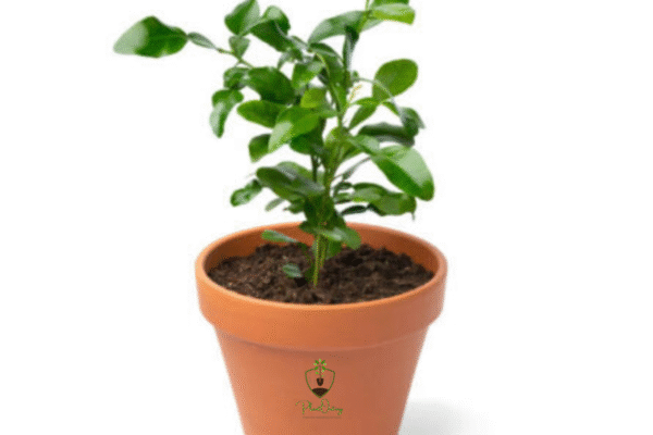 Untitled design (1) Mausambi Plant (Sweet Lime / Citrus limetta) – India’s Favorite Juice Fruit | Live Citrus Tree