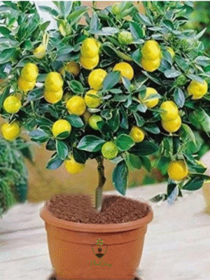 Lemon Tree (Nimbu / Citrus limon) – Sour Essential for Every Home | Live Plant