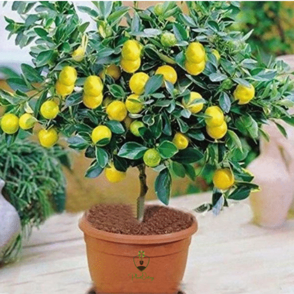 Untitled design (10) Lemon Tree (Nimbu / Citrus limon) – Sour Essential for Every Home | Live Plant