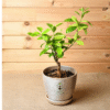 Mausambi Plant (Sweet Lime / Citrus limetta) – India’s Favorite Juice Fruit | Live Citrus Tree