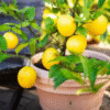 Untitled design (11) Lemon Tree (Nimbu / Citrus limon) – Sour Essential for Every Home | Live Plant
