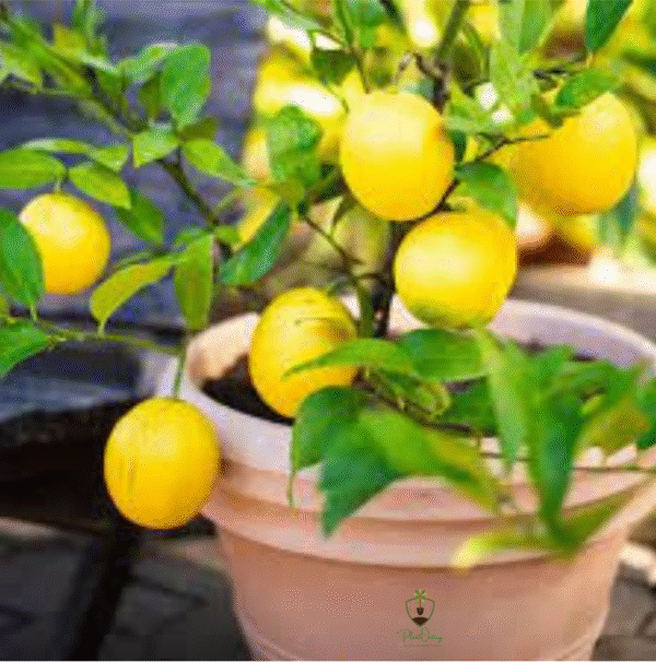 Untitled design (11) Lemon Tree (Nimbu / Citrus limon) – Sour Essential for Every Home | Live Plant