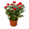 🌹 Rose Plant (Rosa) – Vibrant Blooms for Beautiful Gardens