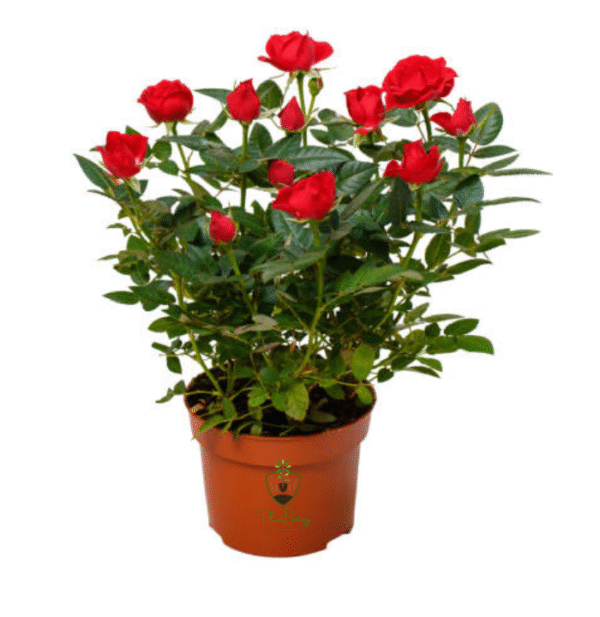 🌹 Rose Plant (Rosa) – Vibrant Blooms for Beautiful Gardens