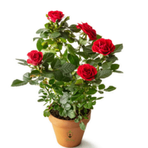 Untitled-design-13-e1748014493609-300x300 ๐น Rose Plant (Rosa) โ Vibrant Blooms for Beautiful Gardens