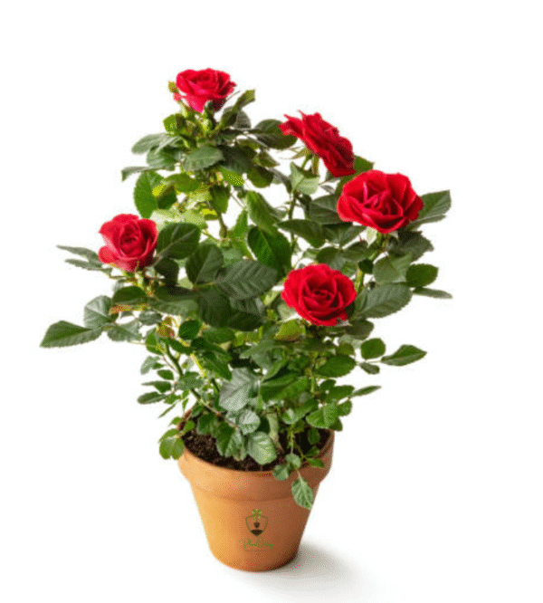 🌹 Rose Plant (Rosa) – Vibrant Blooms for Beautiful Gardens