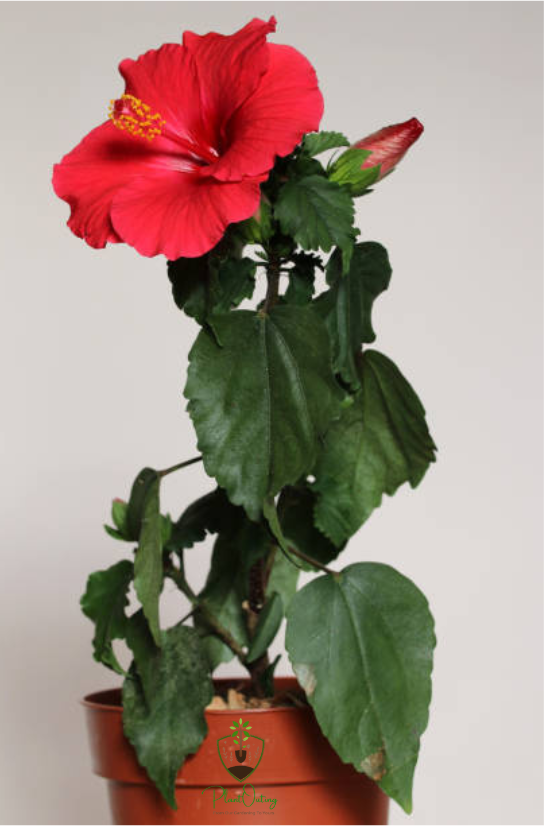 🌺 Hibiscus Plant (Joba / Hibiscus spp.) – Add a Tropical Touch to Your Garden