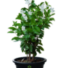 🌼 Parijat Plant (Shiuli / Nyctanthes arbor-tristis) – Sacred Beauty with a Divine Fragrance