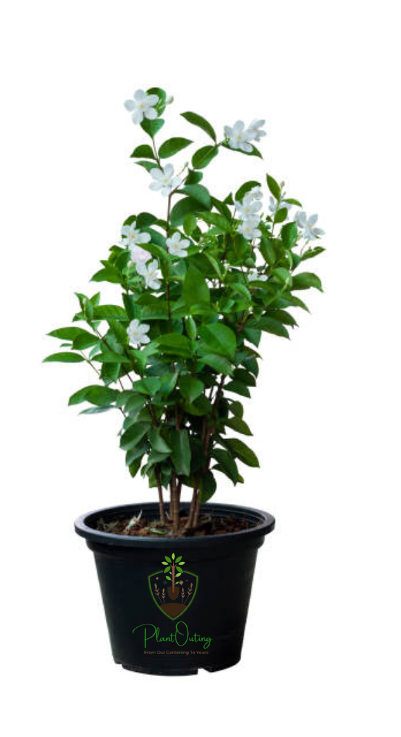 🌼 Parijat Plant (Shiuli / Nyctanthes arbor-tristis) – Sacred Beauty with a Divine Fragrance