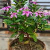 🌼 Parijat Plant (Shiuli / Nyctanthes arbor-tristis) – Sacred Beauty with a Divine Fragrance