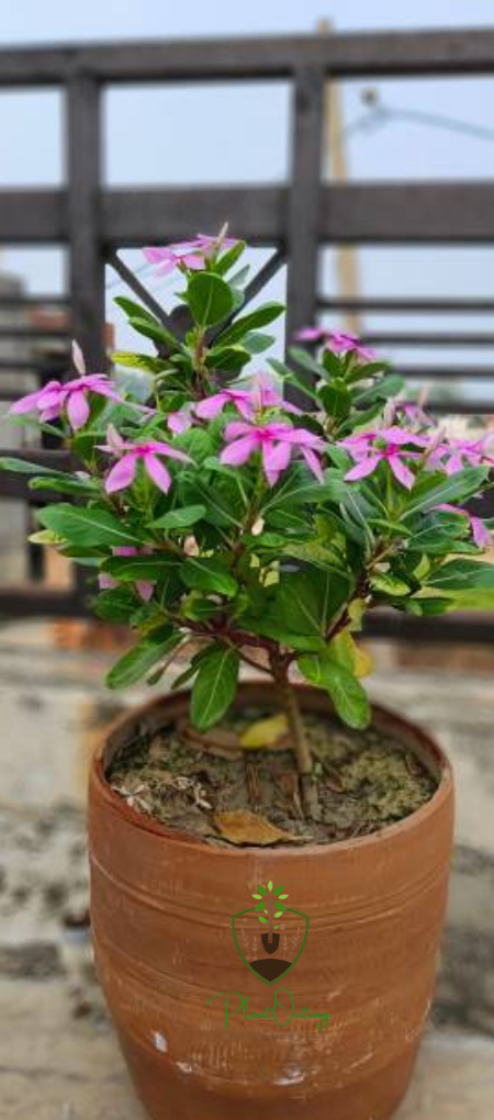 🌼 Parijat Plant (Shiuli / Nyctanthes arbor-tristis) – Sacred Beauty with a Divine Fragrance