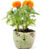 🌼 Marigold Plant (Genda / Tagetes) – India’s Beloved Festive Flower