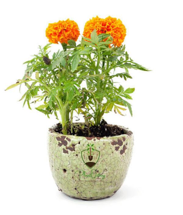 🌼 Marigold Plant (Genda / Tagetes) – India’s Beloved Festive Flower