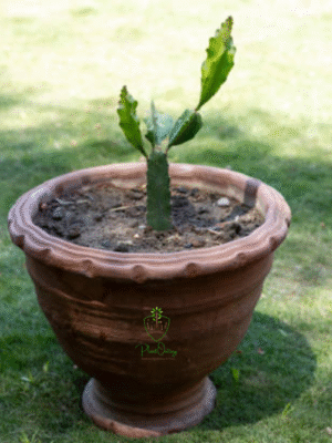 Strawberry Plant (Fragaria × ananassa) – Sweet Red Garden Treat | Live Plant