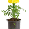🌼 Marigold Plant (Genda / Tagetes) – India’s Beloved Festive Flower