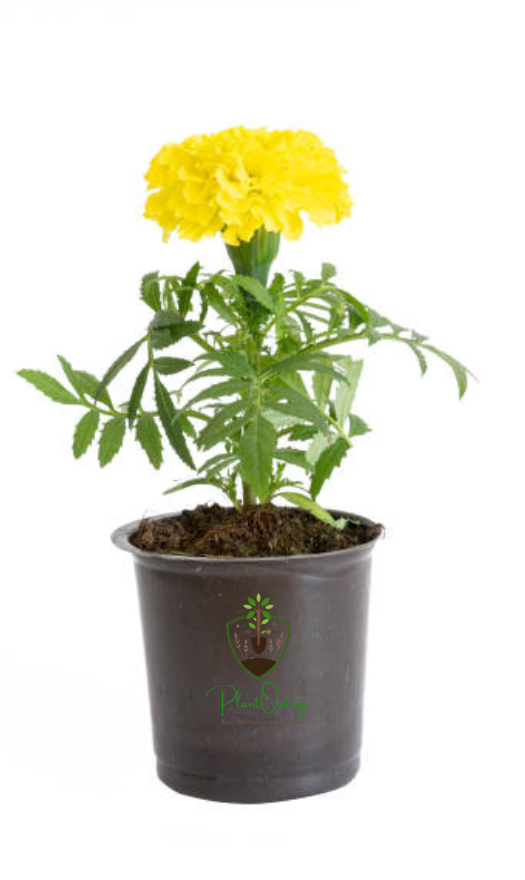 🌼 Marigold Plant (Genda / Tagetes) – India’s Beloved Festive Flower